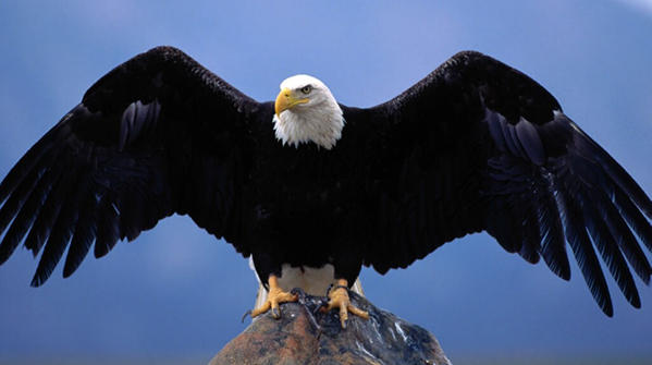 Bald_eagle.jpg