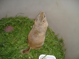 Papulia / images.jpg images.jpg