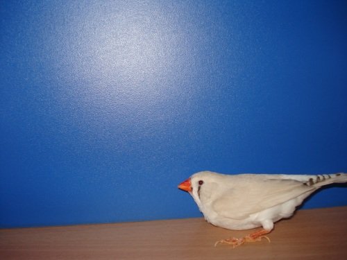 Paveikslėlis