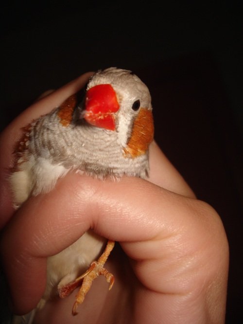 Paveikslėlis