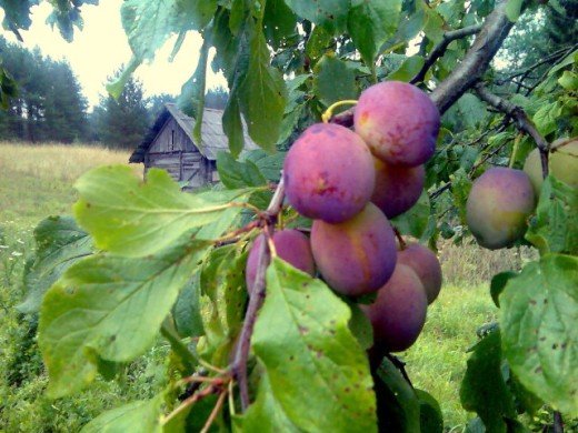 Paveikslėlis